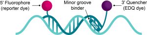 Biosearch Technologies Minor Groove Binder (MGB) Probes