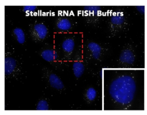 Biosearch Technologies Stellaris RNA FISH Buffers